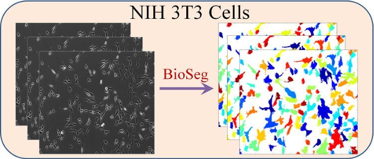 Tracking Dataset: NIH 3T3 Cells