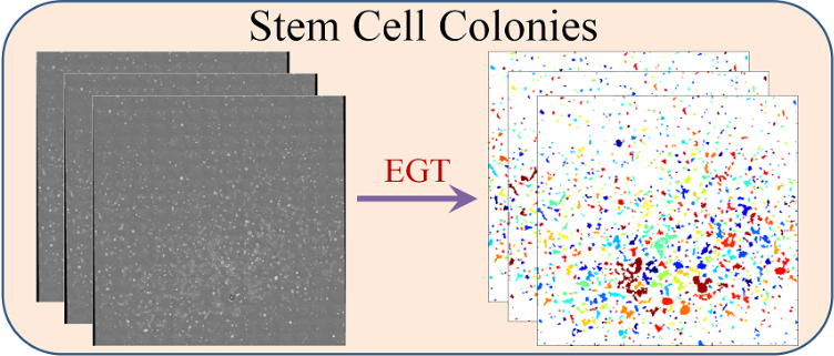 Tracking Dataset: Stem Cell Colonies (H9 hESC)