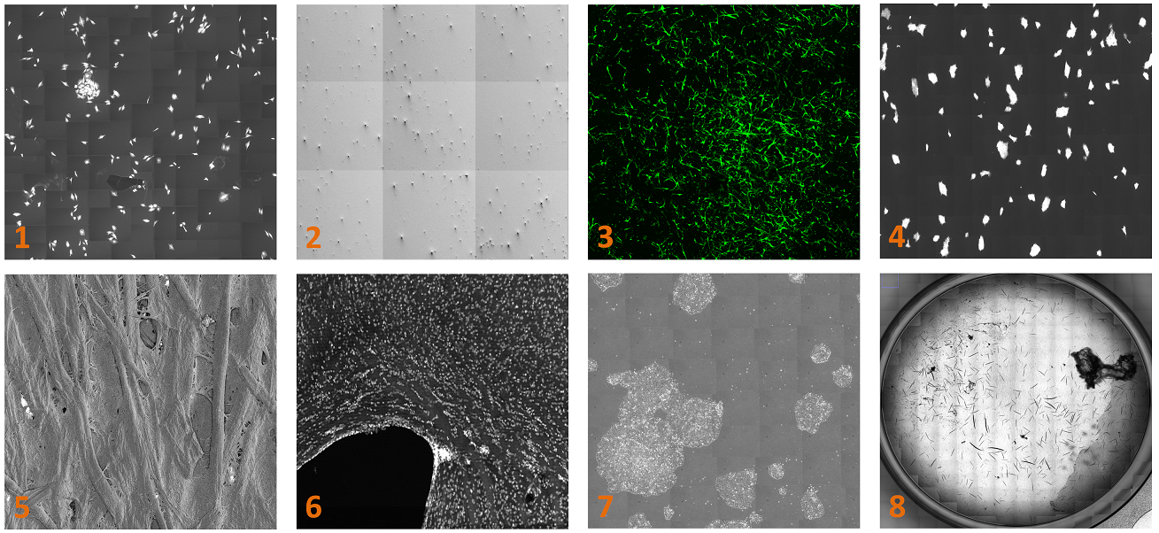 MIST application example images: (1) A10 cells, (2) Carbon Nanotubes, (3) HBMSC, (4) IPS cell colonies, (5) Paper nanoparticle, (6) Rat brain cells, (7) Stem cell colonies, and (8) Worms.